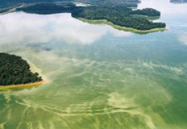 Algas e seus impactos em sistemas de tratamento de água para abastecimento
